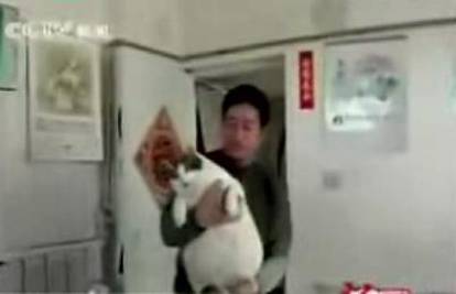 Najdeblja mačka u Kini teška 17 kilograma