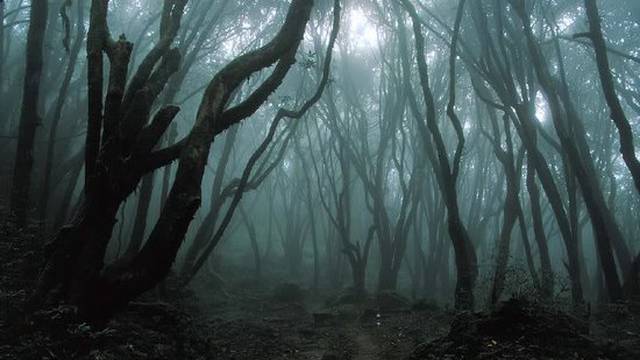 Noćna šetnja u šumi završila s dramom: Po djecu došla hitna