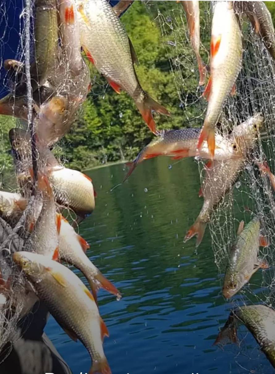 Što znači “svježe prerađeno” kod slatkovodne ribe?