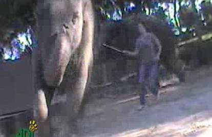 Voda za slonove: Slonicu su tresli strujom da nauči trikove?  