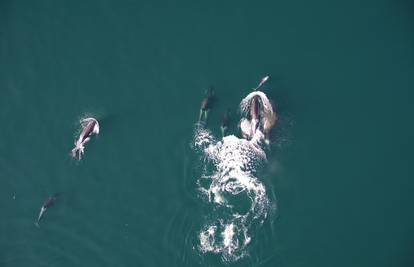 VIDEO Prvi put snimili kitove ubojice koji zajedno s dupinima love plijen. Pratili ih dronovima