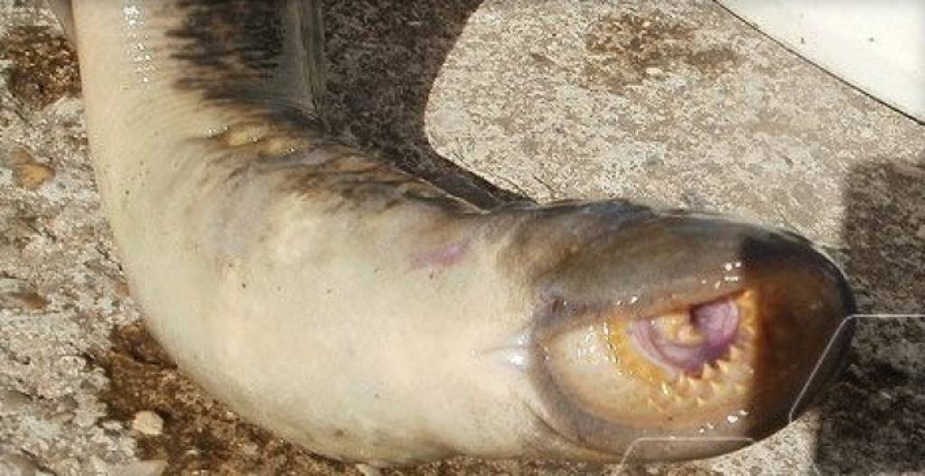 Pogledajte kakve sve čudne i otrovne ribe žive u Jadranu