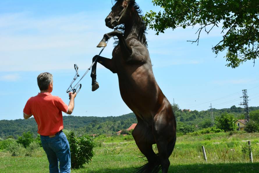 Za njim se prašina diže: Pastuh Merion najbrži je konj u Europi