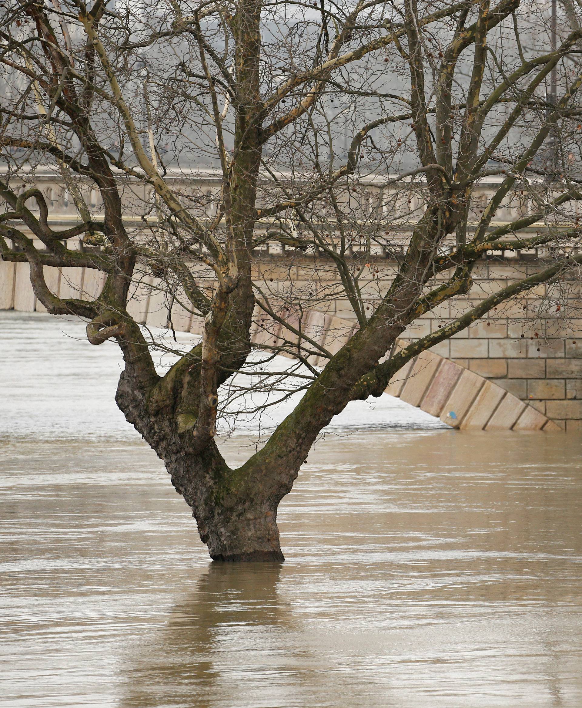 A street lamp and a tree are seen on the flooded banks of the River Seine in Paris