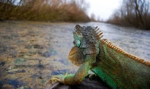 Bizaran meteoalarm: Na Floridi će od hladnoće padati - iguane!