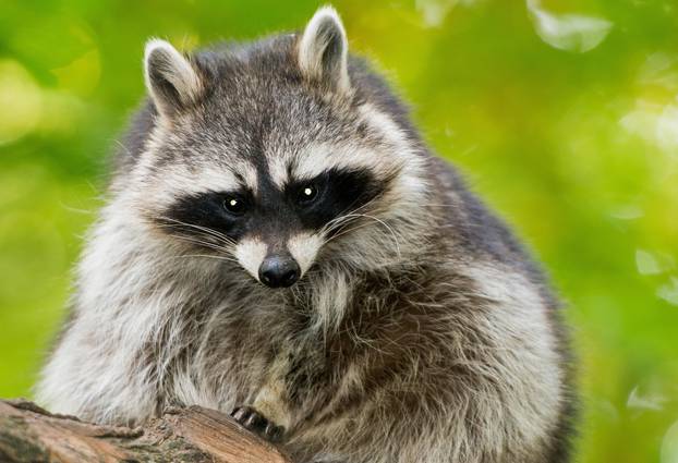 Racoon