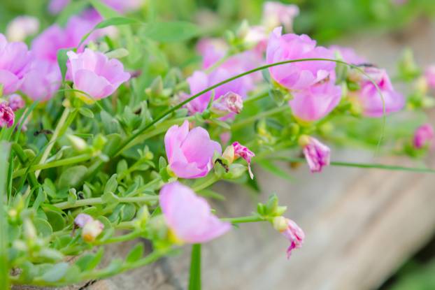 FOTO Za balkon kao iz časopisa: 20 vrsta cvijeća za 'wow' efekt