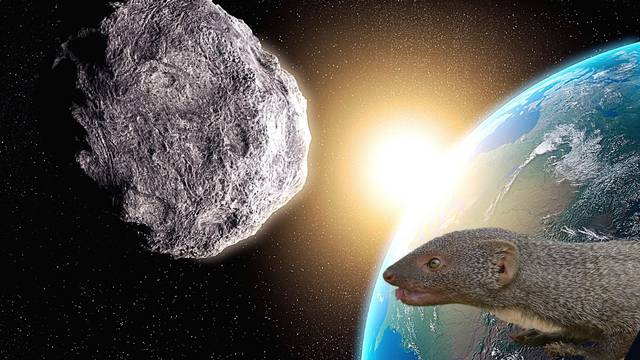 Nakon udara asteroida sisavci su prvo 'radili na masi' da bi bili veći, tek onda postali pametniji