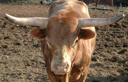 Ukrali bikovu spermu koja vrijedi čak 100.000 kuna
