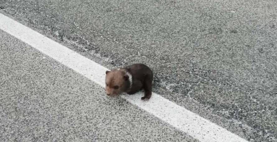 'Mislili smo da je plišani': Išli na posao i spasili malog medu