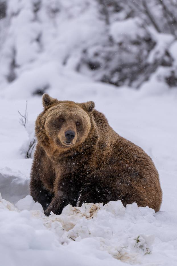Medvjedi u Kuterevu uživaju u snijegu, zimski san još će malo pričekati