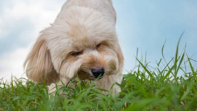 Zašto pas jede travu? Razloga je više, može ukazati na bolest