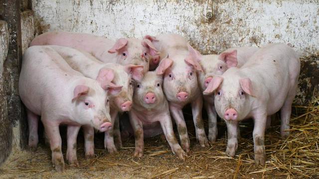 Otrovanec: Uzgajivač Marijan Sesvečan poduzeo je niz mjera za spas svojih svinja