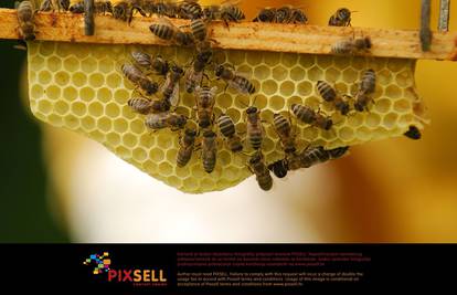 Za nagli pad broja pčela u svijetu kriv je signal mobitela