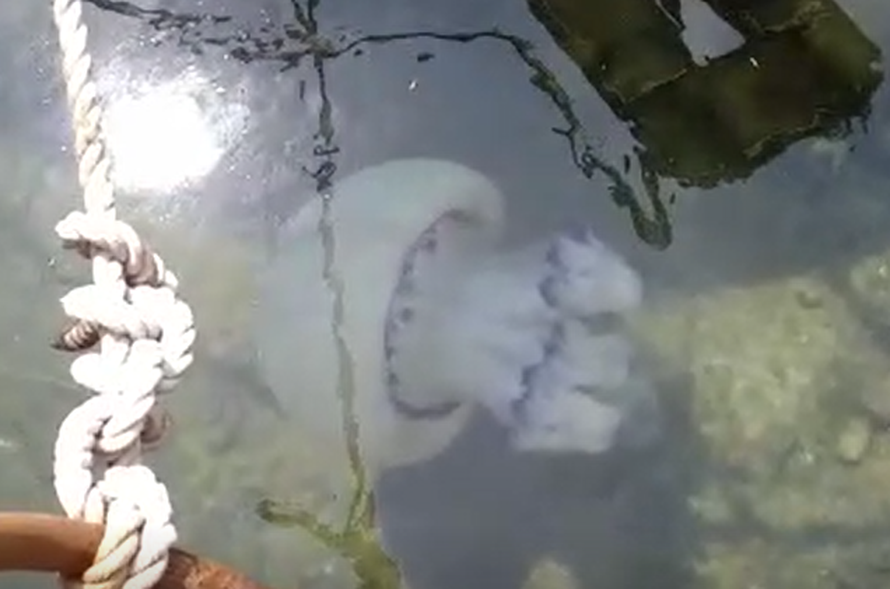 Ispod klobuka plovile su ribice: Mislili smo da su meduze manje