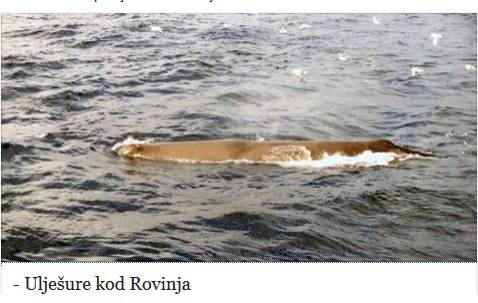 Moby Dick u Jadranu: "Klonite se kitova, sami će pronaći put"