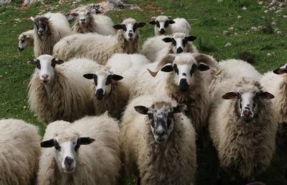 Dolijali policiji: Dvojac ukrao 9 janjaca iz štala triju pastirica