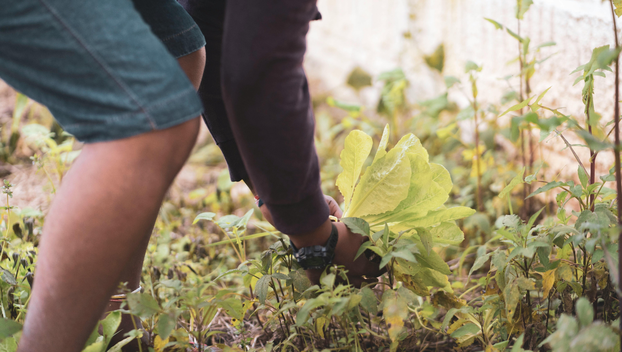 Ovo je najbolje povrće za čuvanje sjemena i evo kako ga skupiti za sljedeću godinu