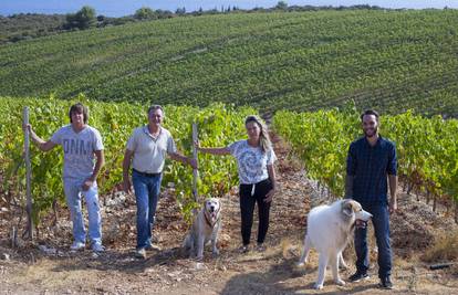 Država u kojoj ministri poticaje dižu za iščupane trsove, njima ne priznaje stvarni vinograd...
