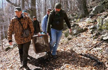 Ris za spas dinarske populacije: 'Ljubo, Dinara te čeka!'