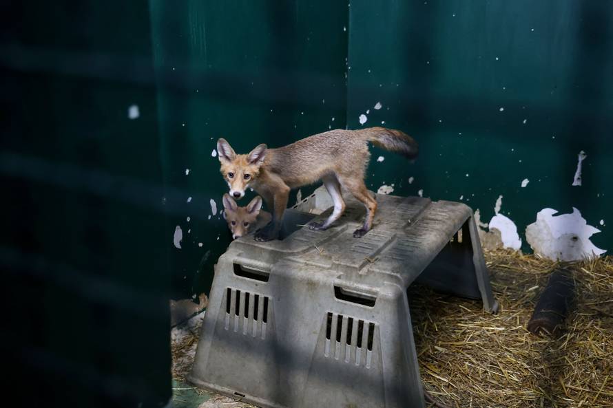 Oporavilište zagrebačkog ZOO-a skrbi za šest mladih lisica koje su zalutale u grad