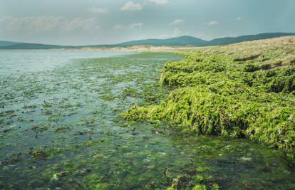 Mikroalge: Održivi resurs za hranu, stočnu hranu, ali i mirise