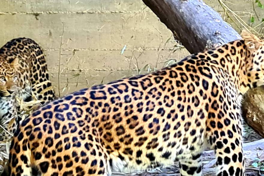 ZOO vrt Zagreb: kineski leopardi