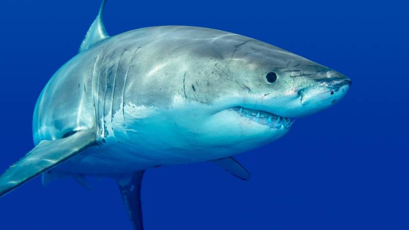 Morski psi na hit turističkoj lokaciji pozitivni na kokain