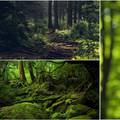 Idite u šumu: Terapija drvećem puni energijom i pomlađuje