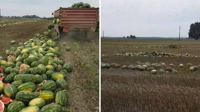 Morao baciti 25 tona lubenica: Želim ostati u Slavoniji, ali...