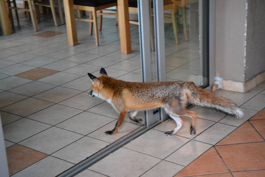 Macola  je udomio mladunče: Svaki dan kuham svom liscu