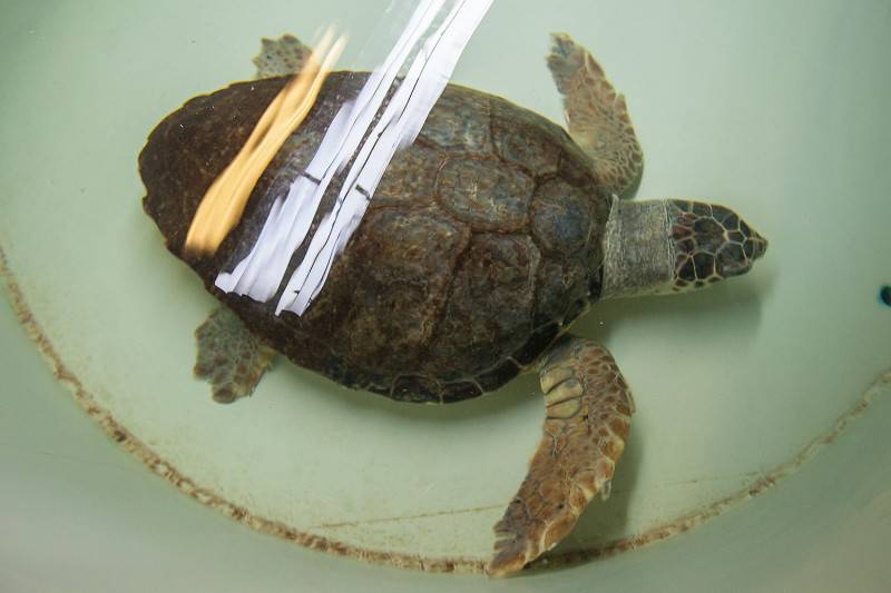 Uginula glavata želva koju je bura izbacila u blizini Zadra