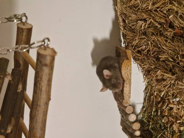 SUPER FOTKE vaših ljubimaca! Neki bi mogli biti viralni hit, ali svi su jednostavno neodoljivi