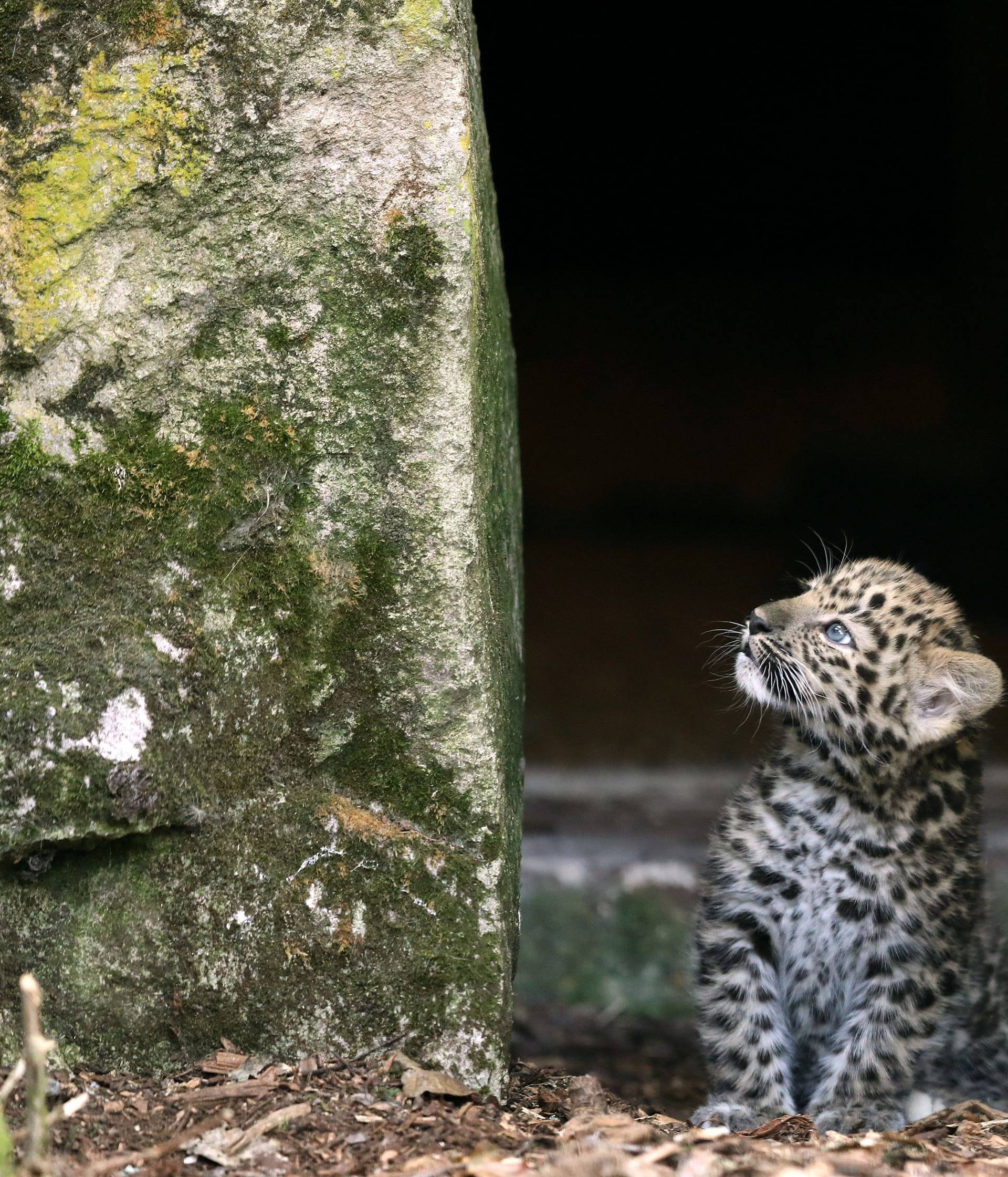 Amur leopard cubs born at Marwell Zoo