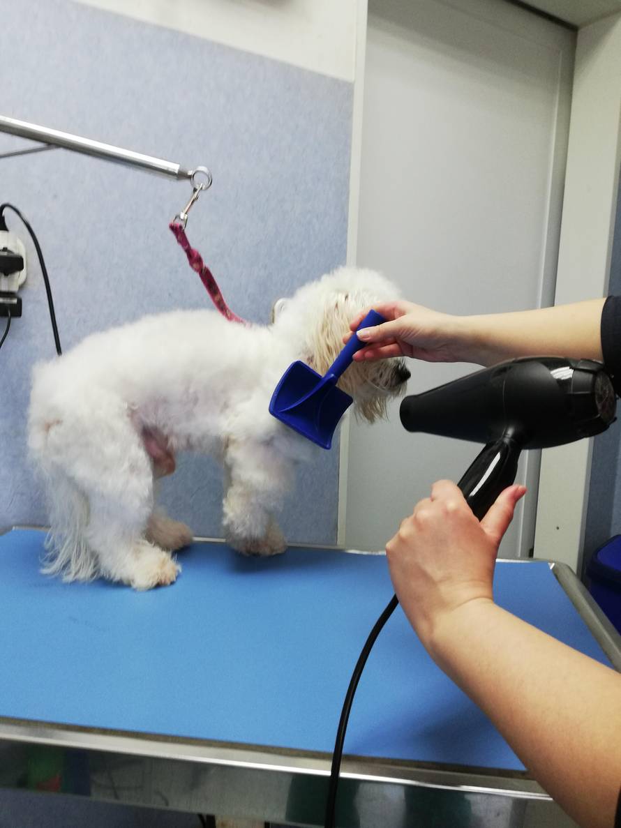 Psi zapetljani u koroni, saloni su popunjeni skoro do lipnja