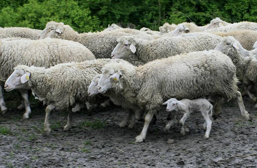 Davor Javorović/Pixsell