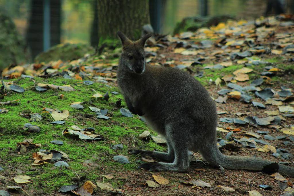 Zagrebački zoološki vrt