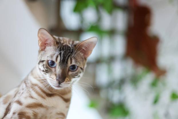 Zagreb: Emilija i Amer Alaydi otvorili su kafić Animal caffe