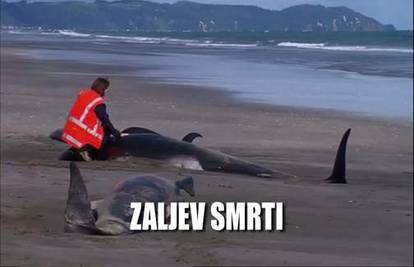 Pomor kitova na plaži! Masovno su jurili u smrt