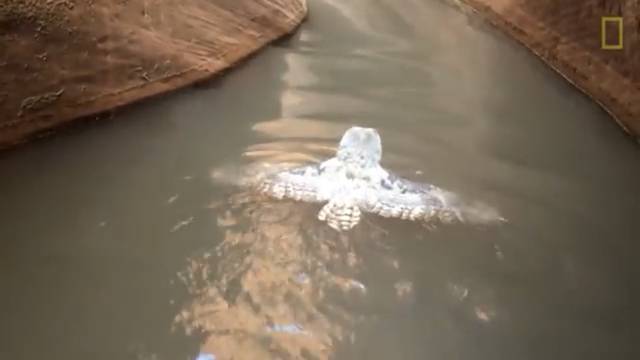 Planinari snimili veliku rogatu sovu kako pliva u vodi kanjona