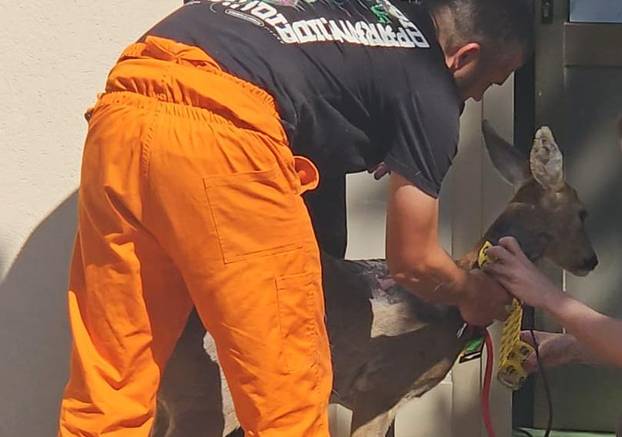 GALERIJA Psi izgrizli srnu u Zadru, veterinari su je zbrinuli: Možda će trebati na operaciju