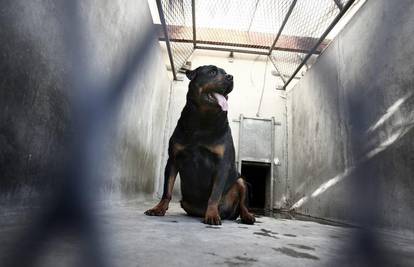 Jezivo otkriće u Rusiji: Našli su stotinu mrtvih pasa u garaži