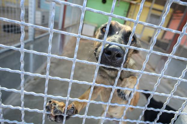 U skloništu Dumovec održan je prvi Dumovečki buvljak na kojem su građani mogli posjetiti sklonište te upoznati pse i mačke