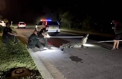 VIDEO Aligator od četiri metra došetao među kuće u SAD-u!  Pogledajte kako su ga uklonili