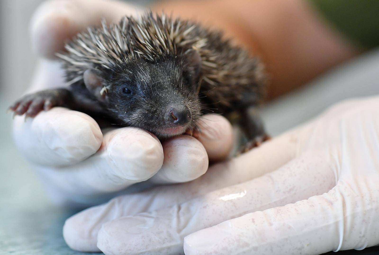 Dubrava: Nakon što im je mama umrla, mali ježevi oporavljaju se u veterinarskoj ambulanti