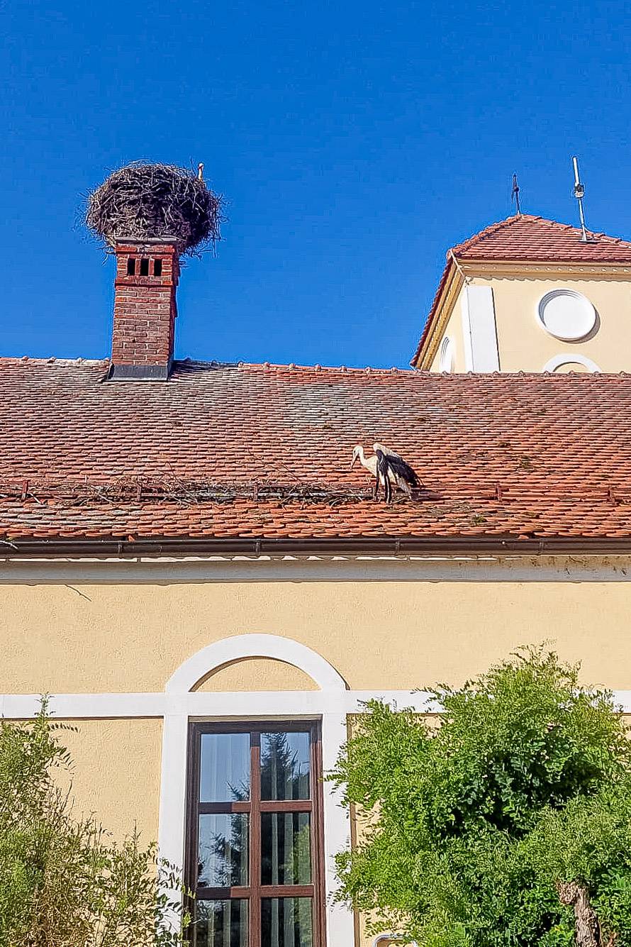 FOTO Spasili rodu nakon pada iz gnijezda u Sračincu: 'Čim smo je vratili slasno je pojela žabu'