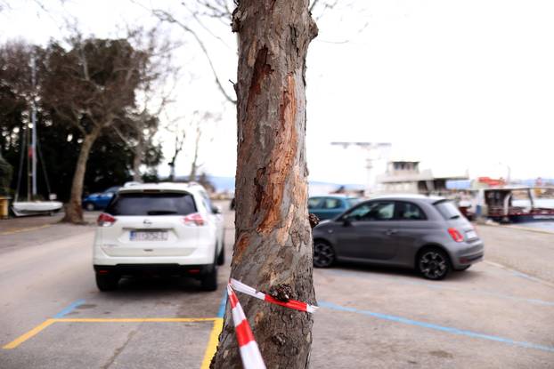 24sata: Novi Vinodolski: Oboljela stabla platane