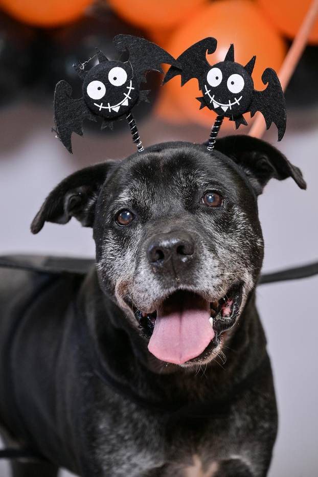 Sklonište u Dumovcu poziva na posebno jesensko udomljavanje pasa i mačaka