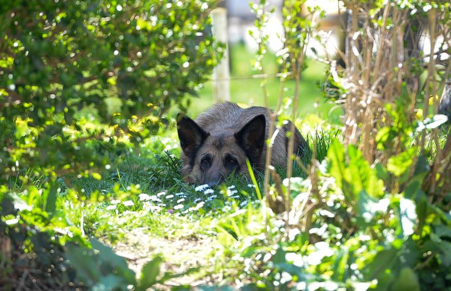 Marko Prpić/Pixsell