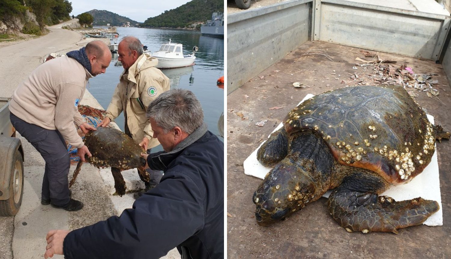 Na Lastovu su spasili  morsku kornjaču: Nazvali je Koronita
